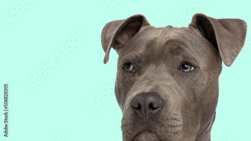 head of a cute amstaff puppy looking to side