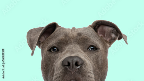 face of a cute amstaff puppy looking at the camera on blue background