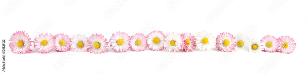 Bellis flowers isolated on white background. Small white pink meadow flowers. Bellis flowers isolated on white background. Small white pink meadow flowers.