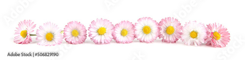 Bellis flowers isolated on white background. Small white pink meadow flowers. photo