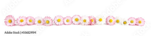 Bellis flowers isolated on white background. Small white pink meadow flowers. © vaitekune