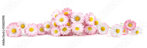 Bellis flowers isolated on white background. Small white pink meadow flowers.