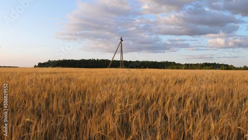 Barley field with an electric pole in it. Rural landscape in Lithuania. 