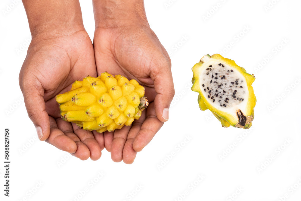 Obraz premium Selenicereus Megalanthus - Pitahaya Or Dragon Fruit Yellow Color; In Male Hand On White Background