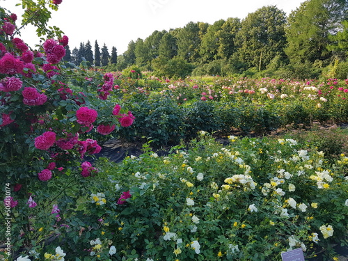 Fototapeta Naklejka Na Ścianę i Meble -  Rose garden