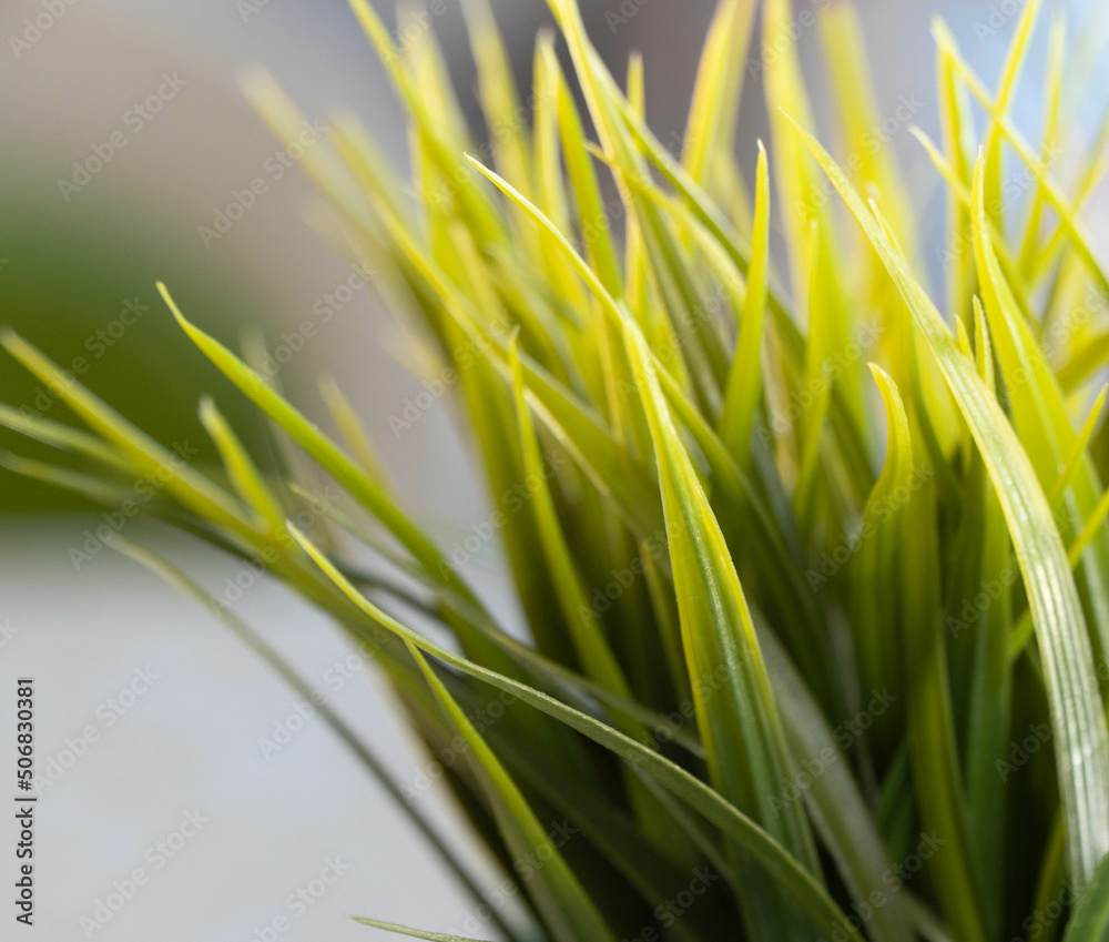 Green grass close up photo Green grass close up photo