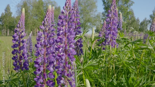 Walking in meadow with lupin flowers. Close up view with shallow depth of field.