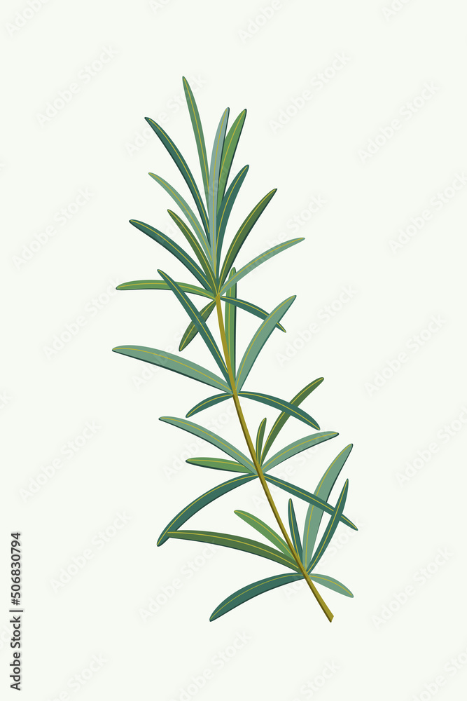 Obraz premium Branch of rosemary. Flat vector colorful illustration.