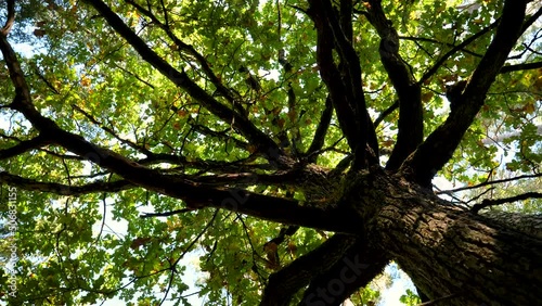 Bottom view of oak tree crown in autumn. Camera slowly spins making parallax efect.