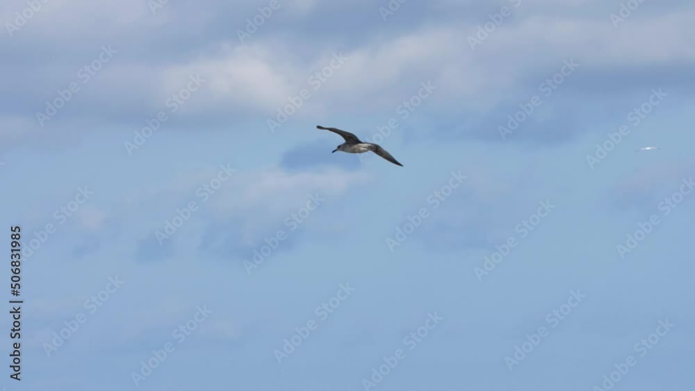 Seagull gliding in the air against blue sky. Seagull gliding in the air against blue sky.