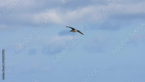 Seagull gliding in the air against blue sky. 