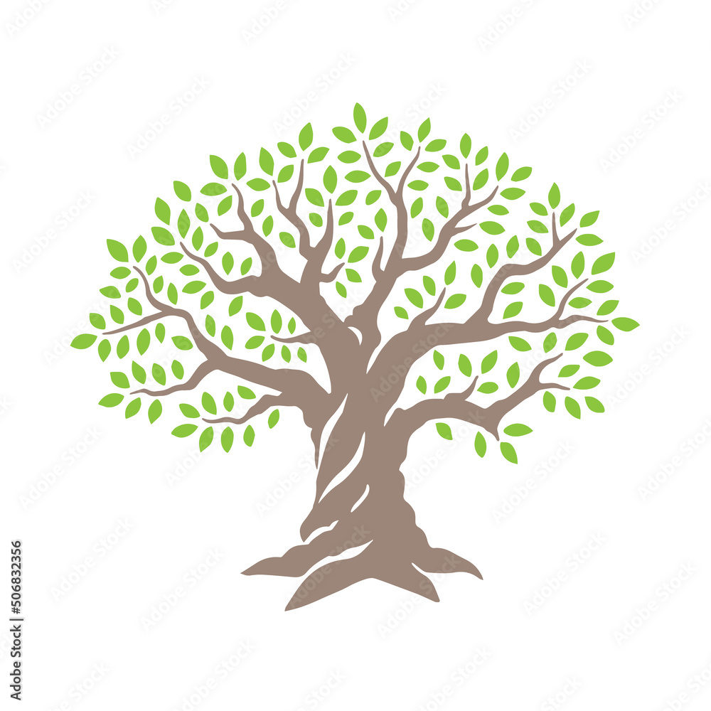 Fototapeta premium Olive or oak tree. Design vector template