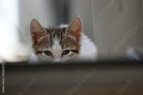 Turkish stray kitten. Homeless kitten. Istanbul Turkey, 
