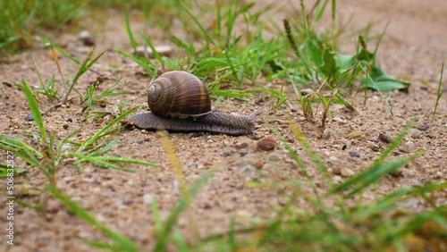 Macro close-up of of a large burgundy snail crawls on wet gravel road. 