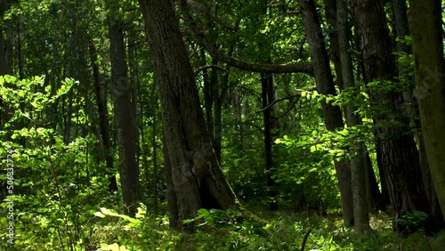 Deciduous green deep forest in summer. 