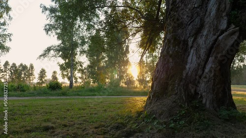 Old tree close up view at sunrise. Rural landscape in summer. Sunlight plays on large tree trunk.