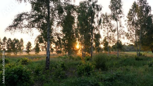 Beautiful summer morning i nature. The silhouette of the trees illuminated by the morning sun.
