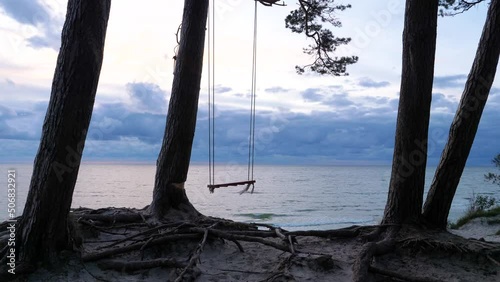 Old pine trees with thick trunks growing on a cliff by the sea on a windy evening at sunset. Swings hung between two trees swaying in the wind.