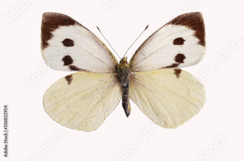 Large White (Pieris brassicae).Butterfly from the family of whiteflies Pieridae. Isolated on white background.