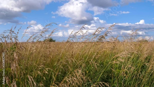 Long grass slowly swayig in the wind on sunny summer day. Rural landscape view.