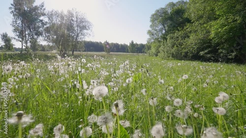 Wild meadow with dandelions in the morning.  Summer background.