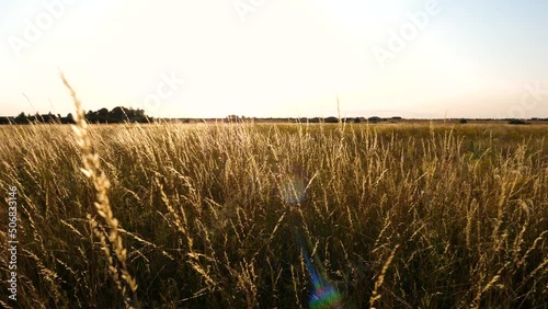 Dreamy countryside landscape view at sunset. Relaxing and romantic video. Natural meadow with yellow grass slowly swayed in the  wind.