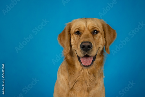 Golden retriever dog catching tennis ball in photo studio on blue background