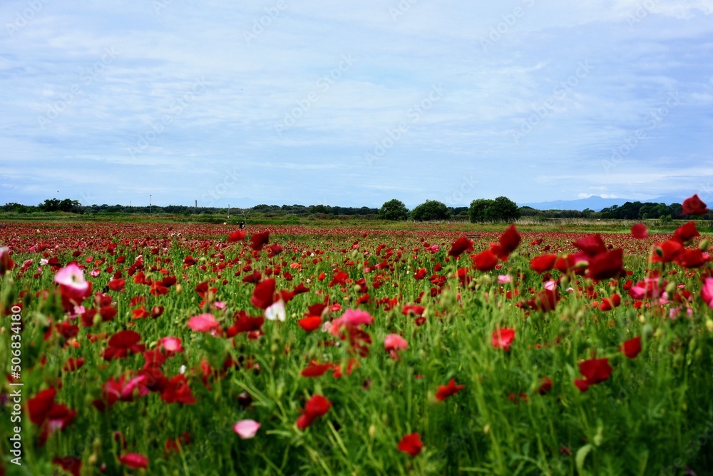 field of poppies