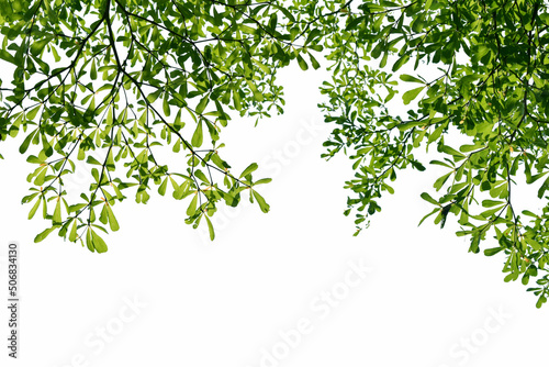 Branches of a green tree isolated on white background