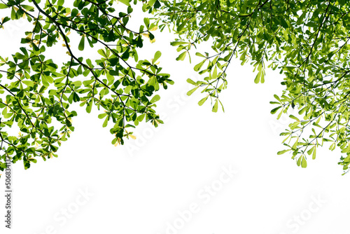 Fototapeta Naklejka Na Ścianę i Meble -  Branches of a green tree isolated on white background