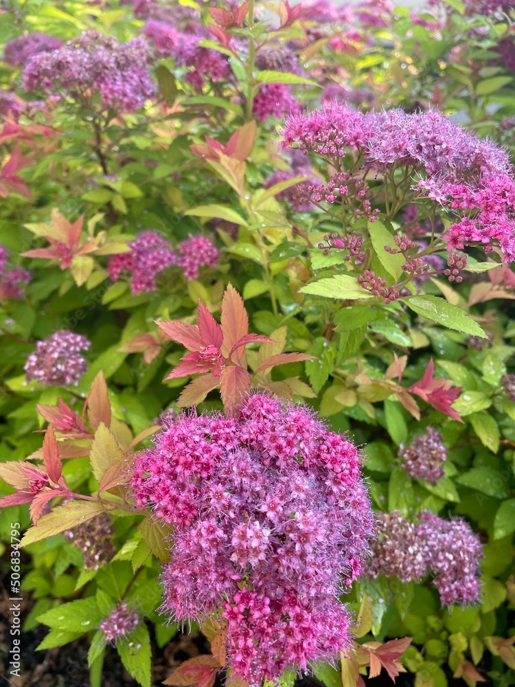 Fototapeta premium flowers in the garden