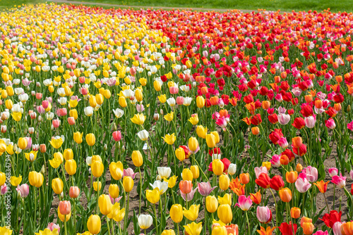 札幌市　滝野公園のチューリップ