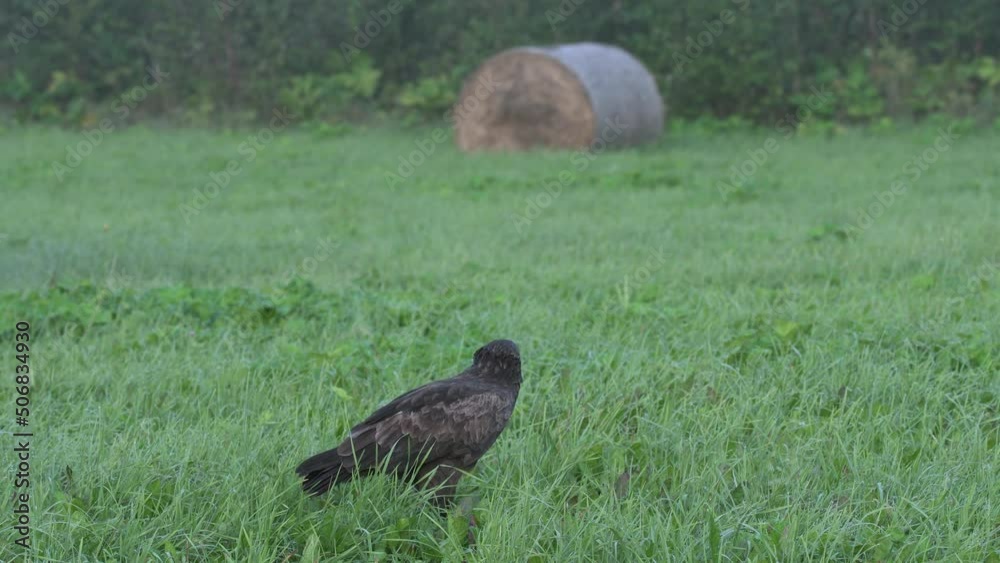 Lesser spotted eagle Aquila pomarina in spring is eating on the ground.