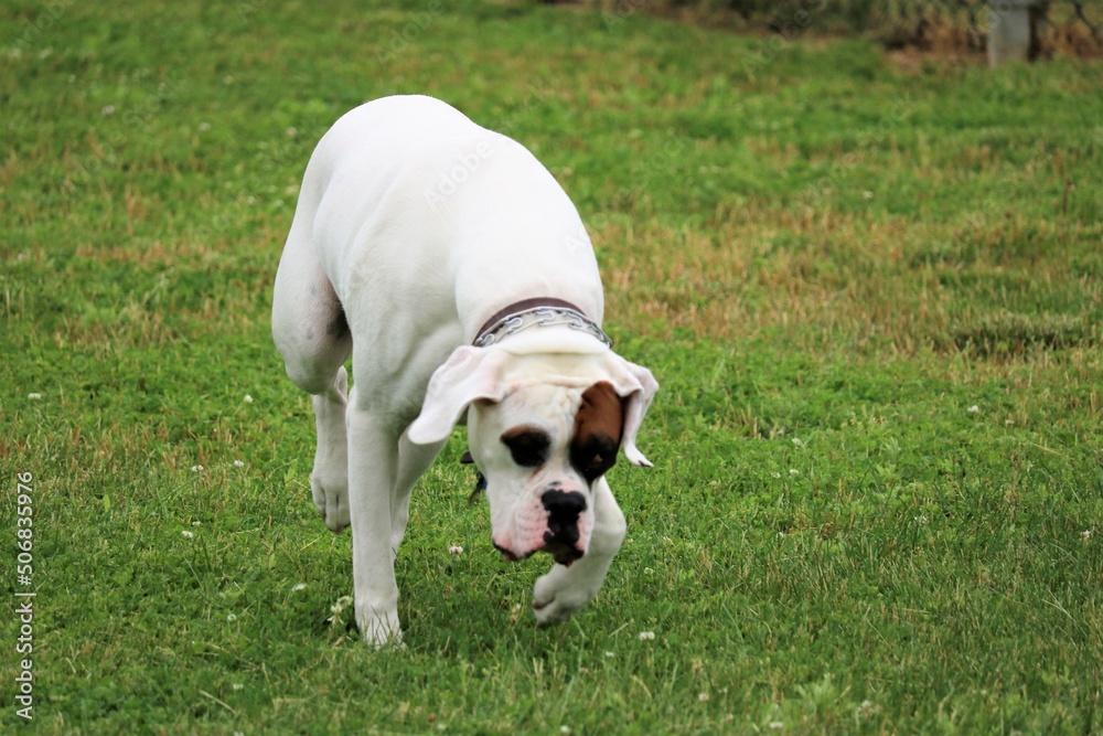 White boxer dog in a doggie park