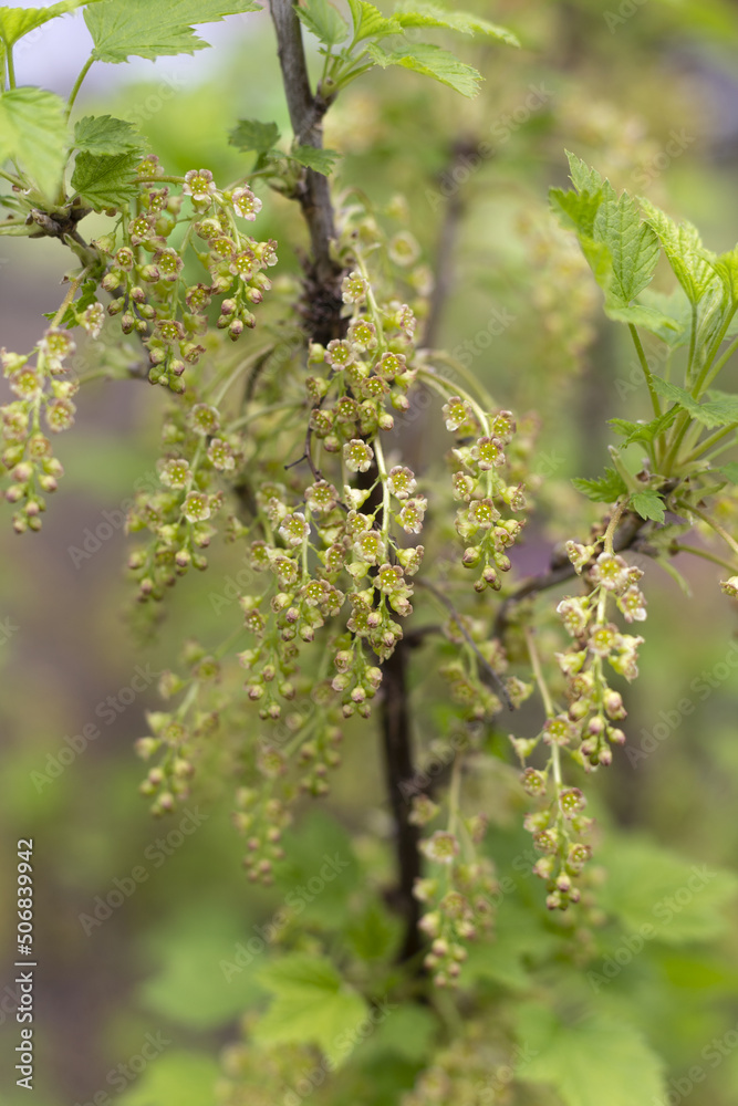 red currant blossom, close-up detail of a small yellow flower and young leaves on a branch of a red currant bush growing in the garden on green background. farming and growing organic products. red currant blossom, close-up detail of a small yellow flower and young leaves on a branch of a red currant bush growing in the garden on green background. farming and growing organic products.