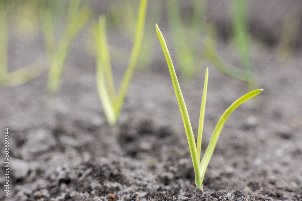 Garlic. Young green garlic sprouts in spring in the garden beds on the plot Garlic. Young green garlic sprouts in spring in the garden beds on the plot