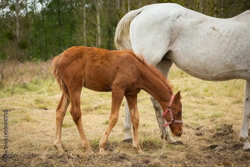 Brown foal with white mother in the pasture