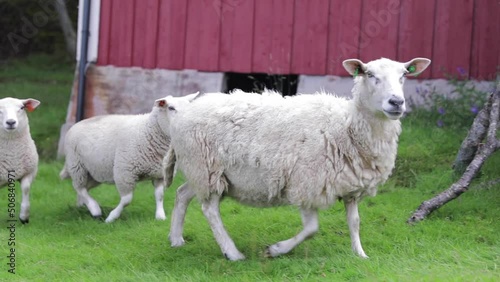 Mother sheep with lamb in the coast of Helgeland Northern Norway photo