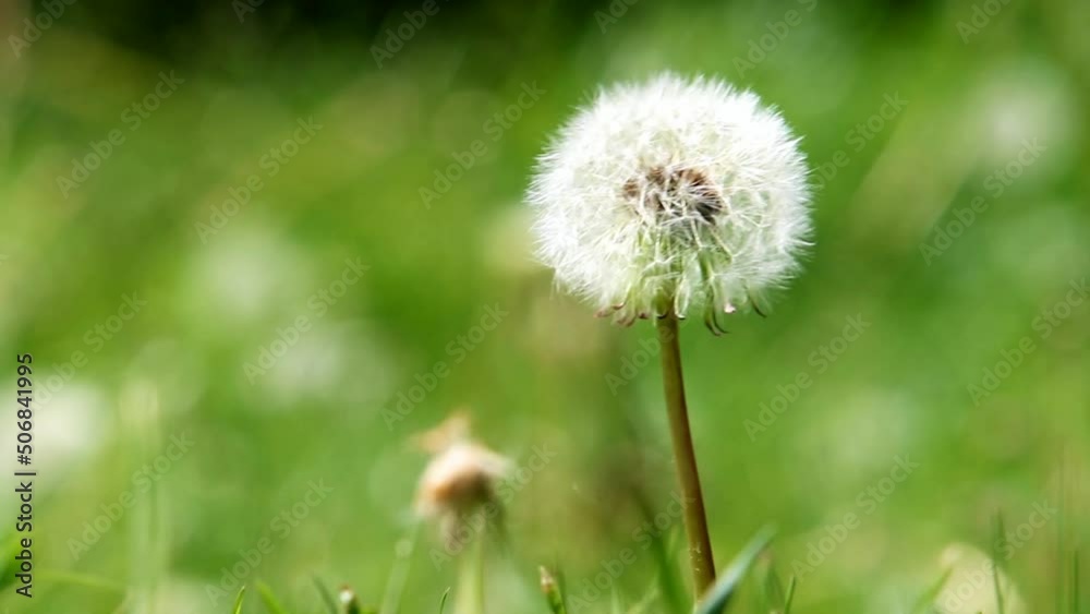 Dandelion flower on a green field in summer day Dandelion flower on a green field in summer day