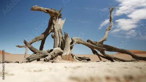 Tree in the famous Deadvlei in Sossusvlei Namibia. A very famous place in a national park of Africa. photo