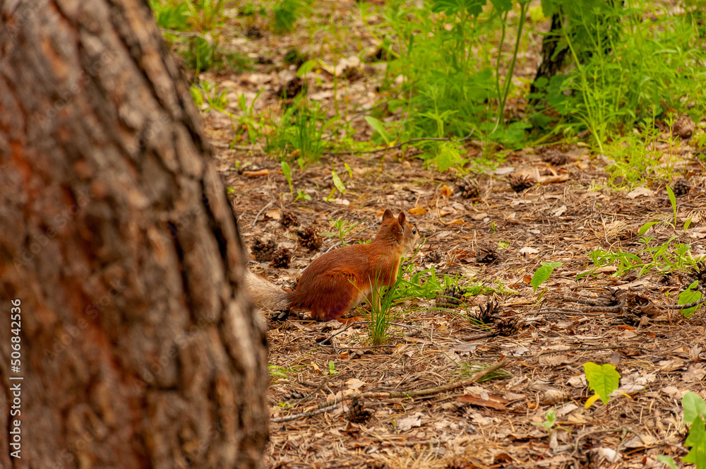A squirrel in the forest of Samarskaya Luka National Park! A squirrel in the forest of Samarskaya Luka National Park!