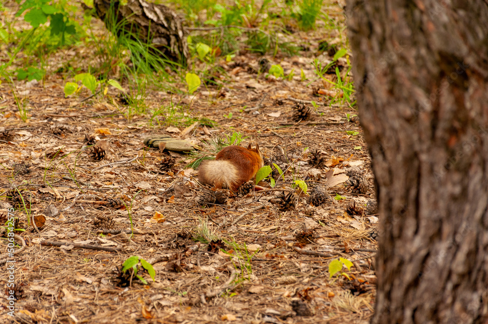 A squirrel in the forest of Samarskaya Luka National Park! A squirrel in the forest of Samarskaya Luka National Park!