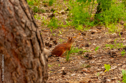 A squirrel in the forest of Samarskaya Luka National Park 