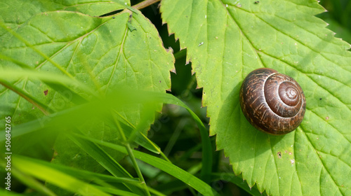 close up snail walk on green leaf