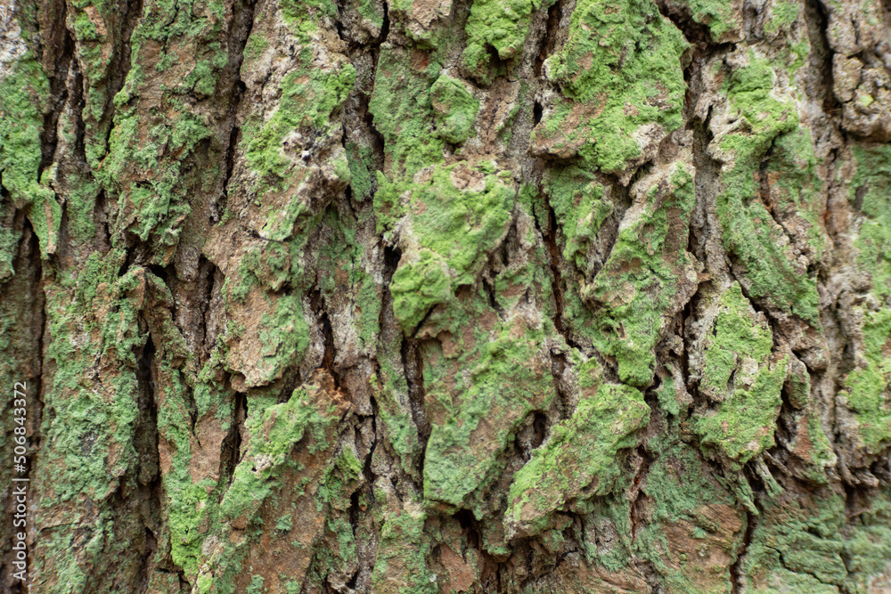 Tree bark green brown texture on close-up Tree bark green brown texture on close-up