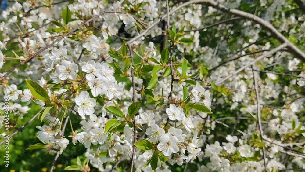 White cherry flowers in sunny weather. Exuberant cherry blossoms in spring in May. Flowering spectacular berry branches in the wind. Video footage of nature HD. White cherry flowers in sunny weather. Exuberant cherry blossoms in spring in May. Flowering spectacular berry branches in the wind. Video footage of nature HD.