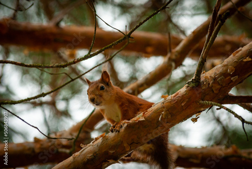 A squirrel in the forest of Samarskaya Luka National Park!