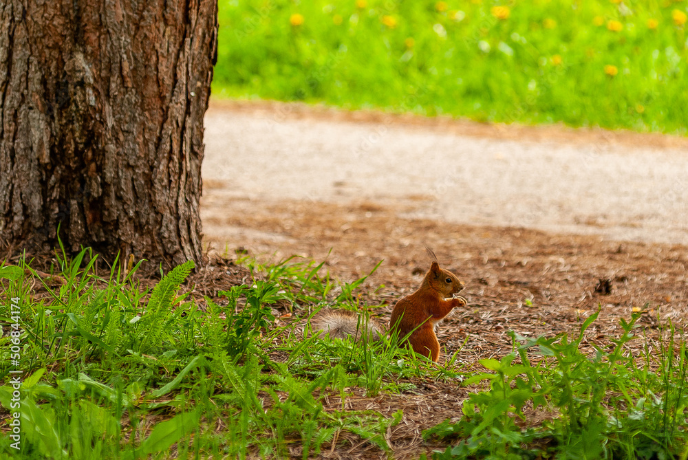 Fototapeta premium A squirrel in the forest of Samarskaya Luka National Park!