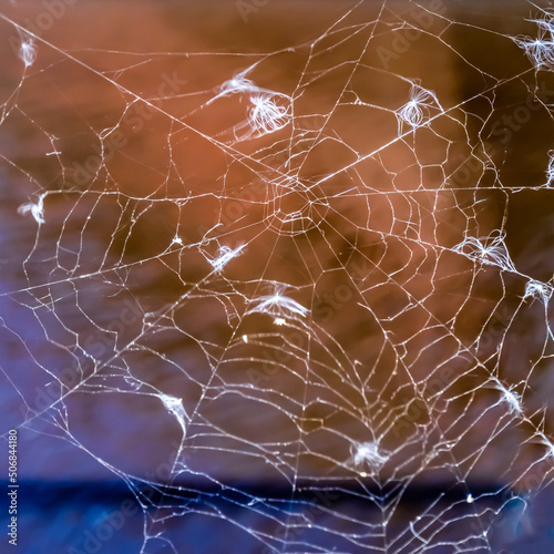 Spider on a web in anticipation of prey