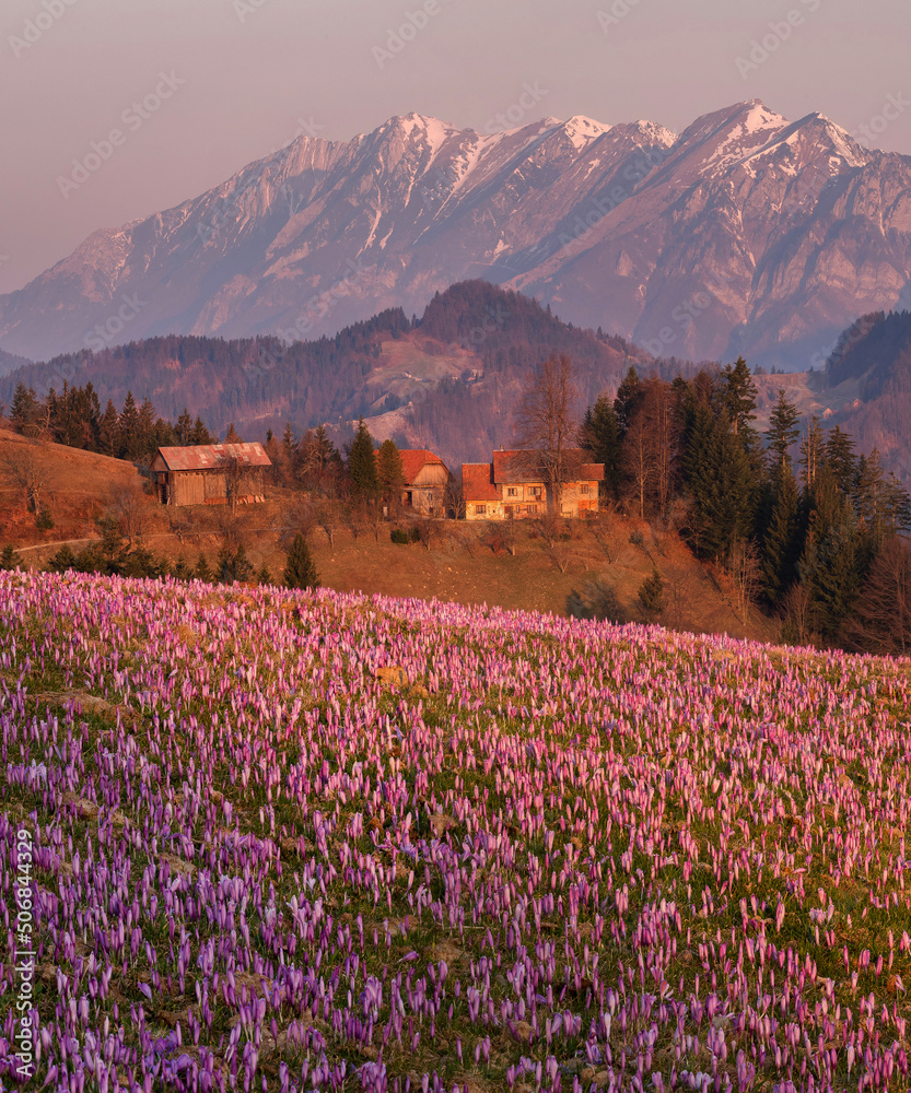 Fototapeta premium Spring crocuses on the fields under the mountains